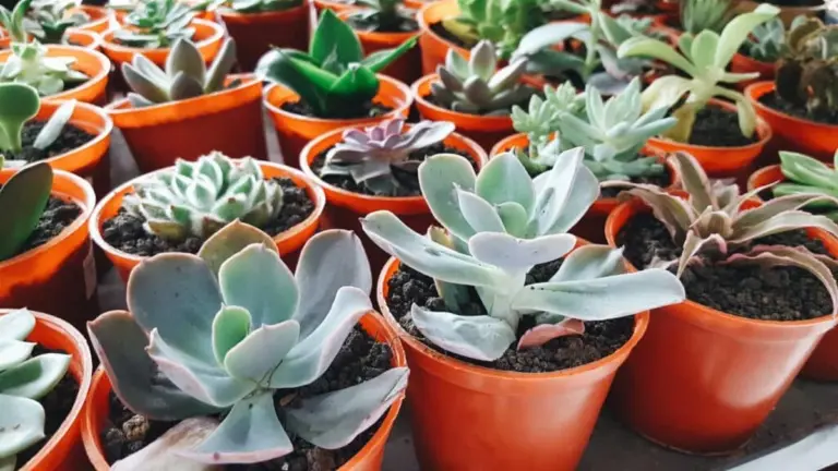 7 succulente che rivoluzionano un interno senza sforzo