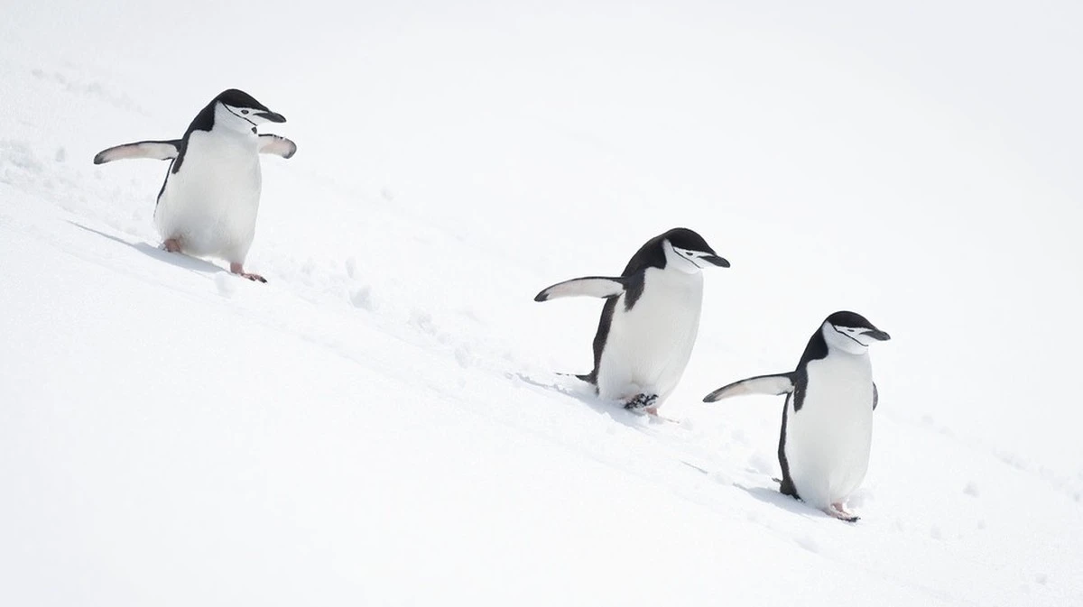 Il segreto dei pinguini per camminare sul ghiaccio e restare in piedi