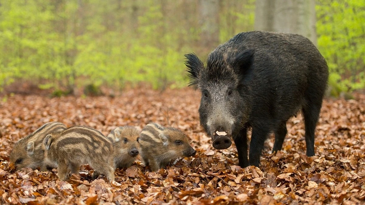 Incontro ravvicinato con un cinghiale: la guida essenziale per la tua sicurezza