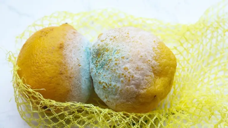 Limoni: questo trucco da cucina ti salva dalla muffa