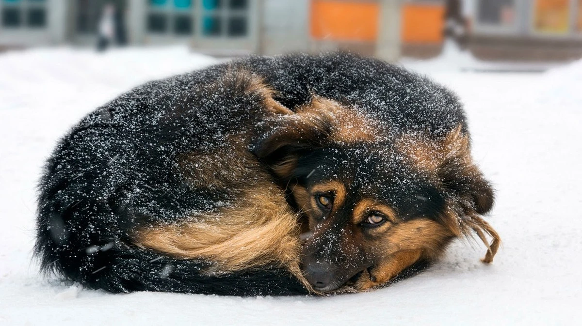 Più di 200 cani hanno trovato casa in poche ore grazie a un'idea brillante