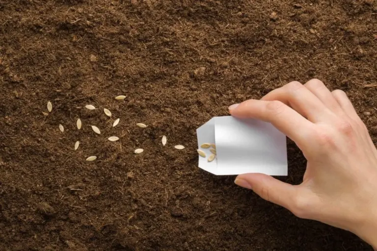 10 semi essenziali per un orto generoso, anche se sei un principiante: inizia ora!