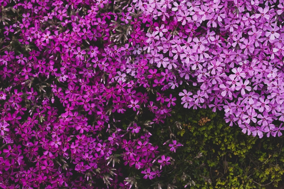 12 Piante Che Soffocano le Erbacce per un Giardino Perfetto