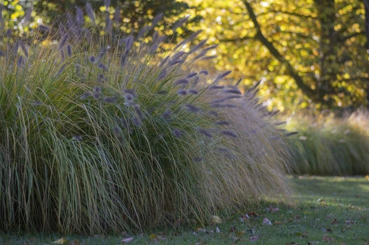 4 graminacee che i paesaggisti piantano ora trasformano ogni giardino