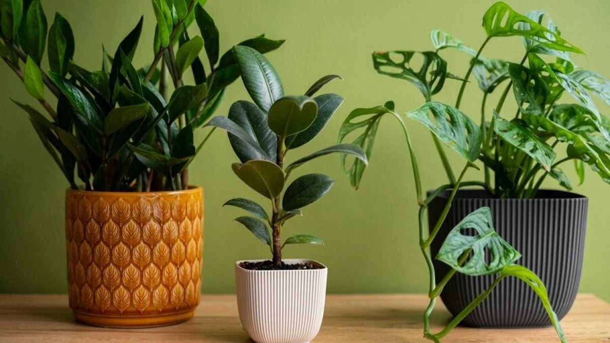 5 piante da interno perfette da moltiplicare in inverno per un giardino rigoglioso in primavera
