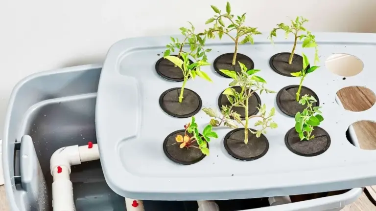 9 idee per orti minimalisti senza terra con argilla espansa (l'argilla) per spazi stretti