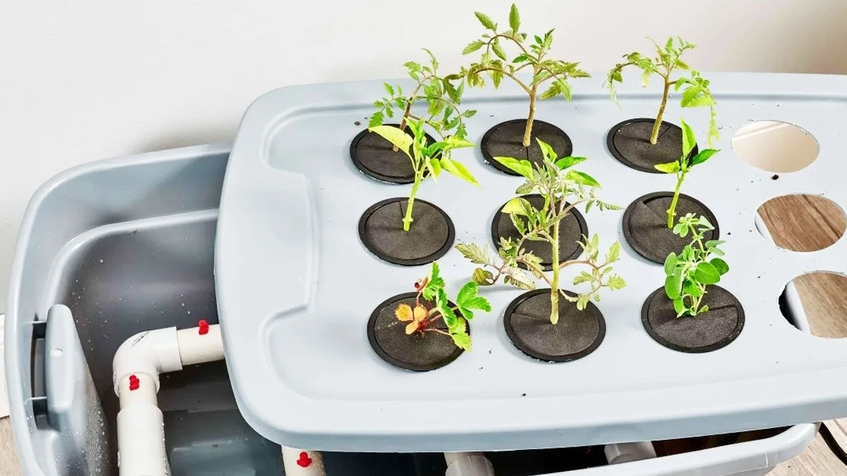 9 idee per orti minimalisti senza terra con argilla espansa (l'argilla) per spazi stretti