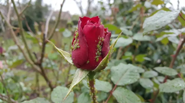 afidi insetti giardino prevenzione meto tedesca