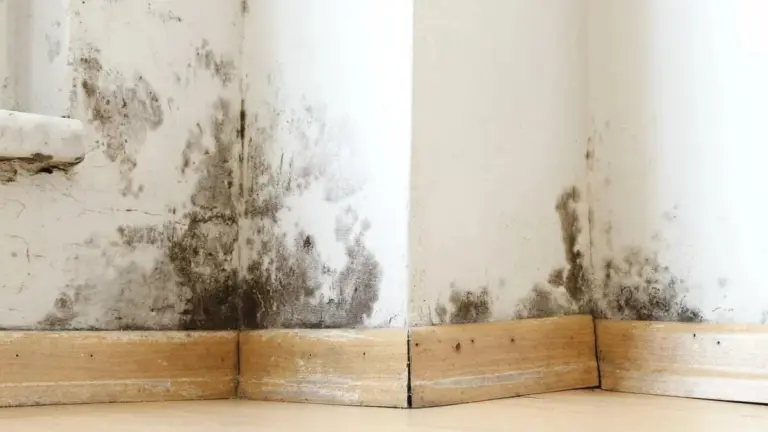 Bagno: ecco come eliminare muffa e funghi dai muri con un prodotto del supermercato