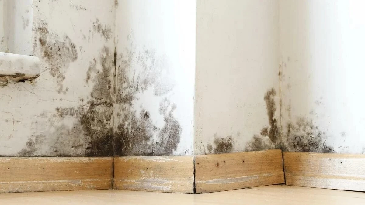 Bagno: ecco come eliminare muffa e funghi dai muri con un prodotto del supermercato