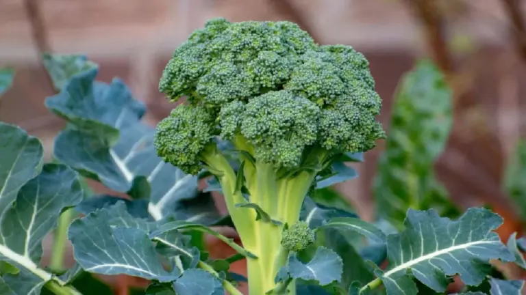 Broccoli: Non Arrostita né Fritta, il Segreto per Massimizzare i Suoi Nutrienti