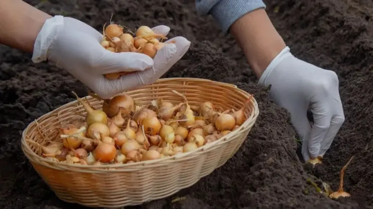 Cipolle, l'inganno dell'ultimo minuto: perché comprarle a febbraio triplica il raccolto (e tutti sbagliano)