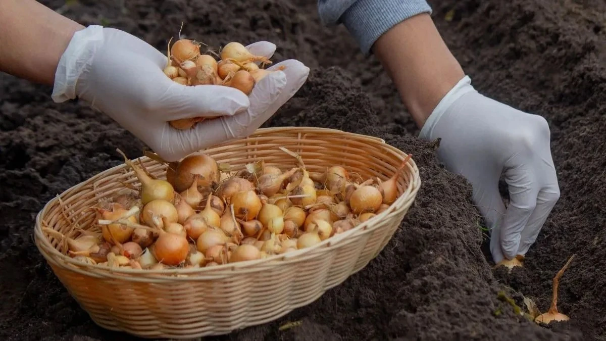 Cipolle, l'inganno dell'ultimo minuto: perché comprarle a febbraio triplica il raccolto (e tutti sbagliano)