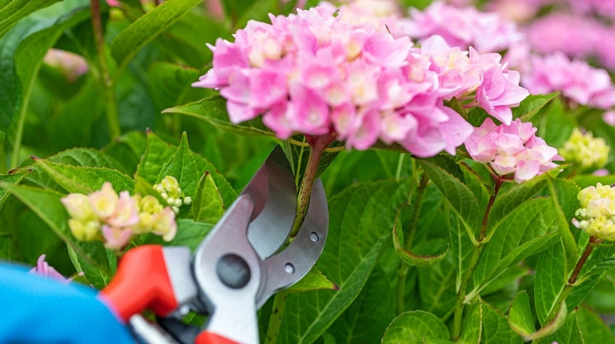 Come e quando potare le ortensie: la guida definitiva per fiori splendidi