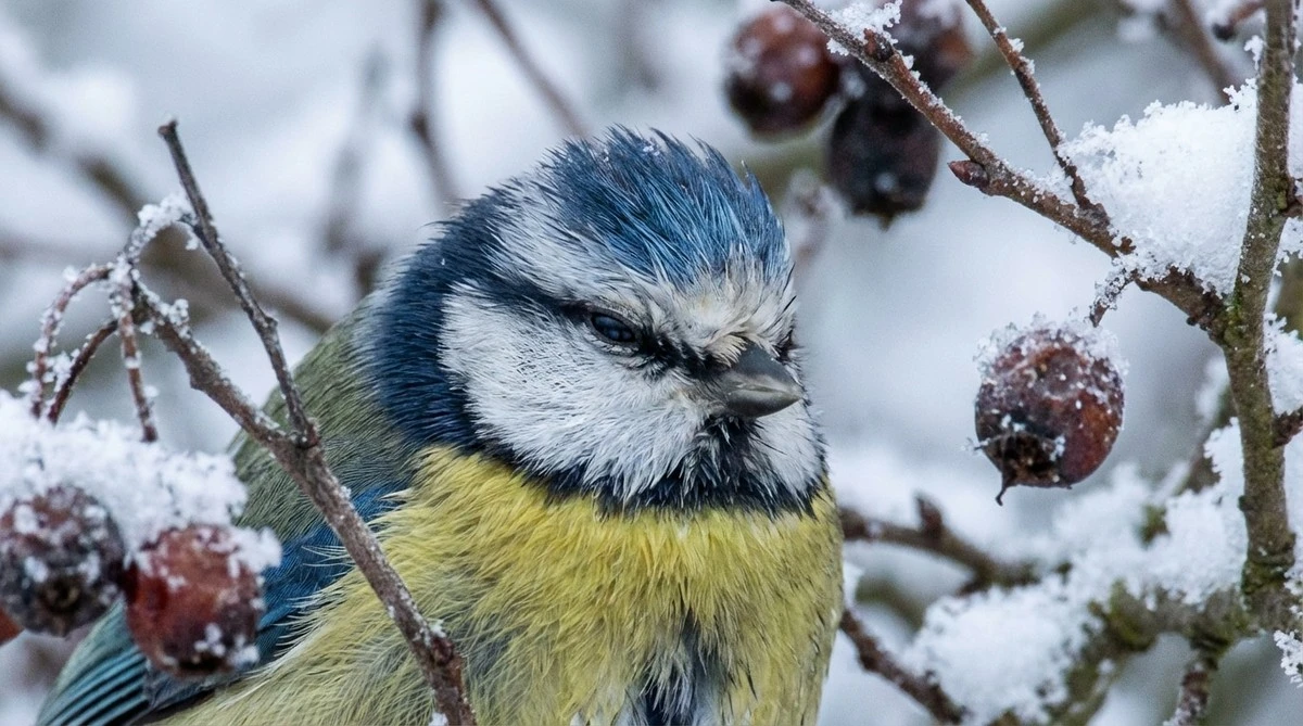 Febbraio, il mese più insidioso per gli uccelli del tuo giardino: cosa non devi assolutamente sottovalutare