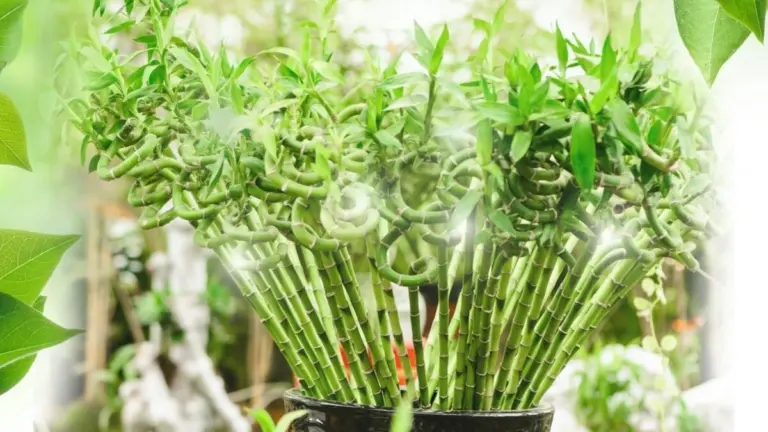 Feng Shui: la pianta che attira l'abbondanza e dove posizionarla in casa