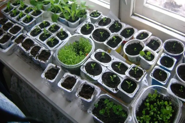 Fioriture primaverili anticipate: 5 piante che i fioristi esperti seminano ora per un maggio spettacolare