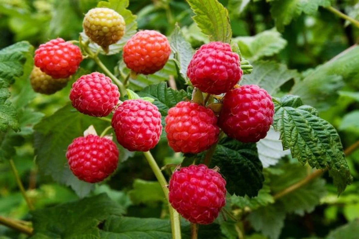 Frutta di bosco senza frutti? L'esperto svela i 3 errori comuni che rovinano il tuo raccolto