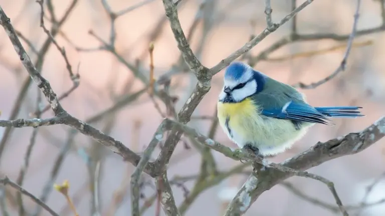I canti nel tuo giardino: scopri chi è l'uccello che ti sveglia ogni mattina