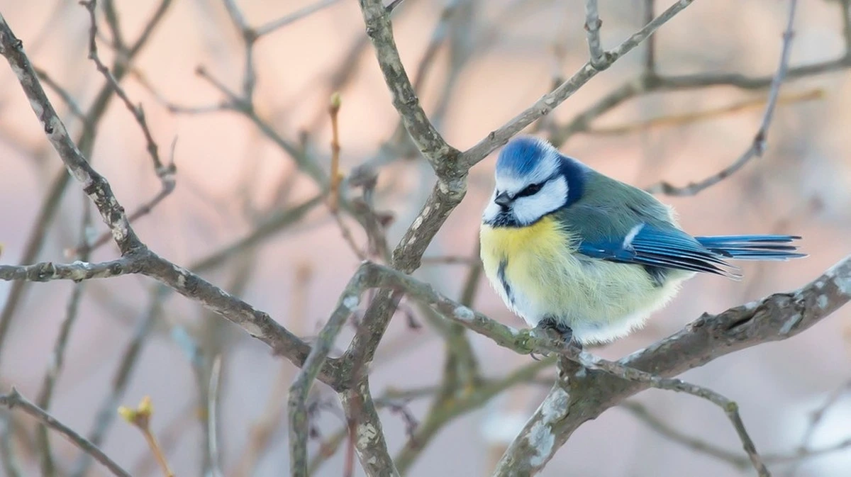 I canti nel tuo giardino: scopri chi è l'uccello che ti sveglia ogni mattina