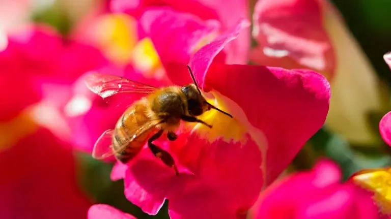 I giardini che le api adorano: ecco quali piante scegliere per creare un'oasi fiorita