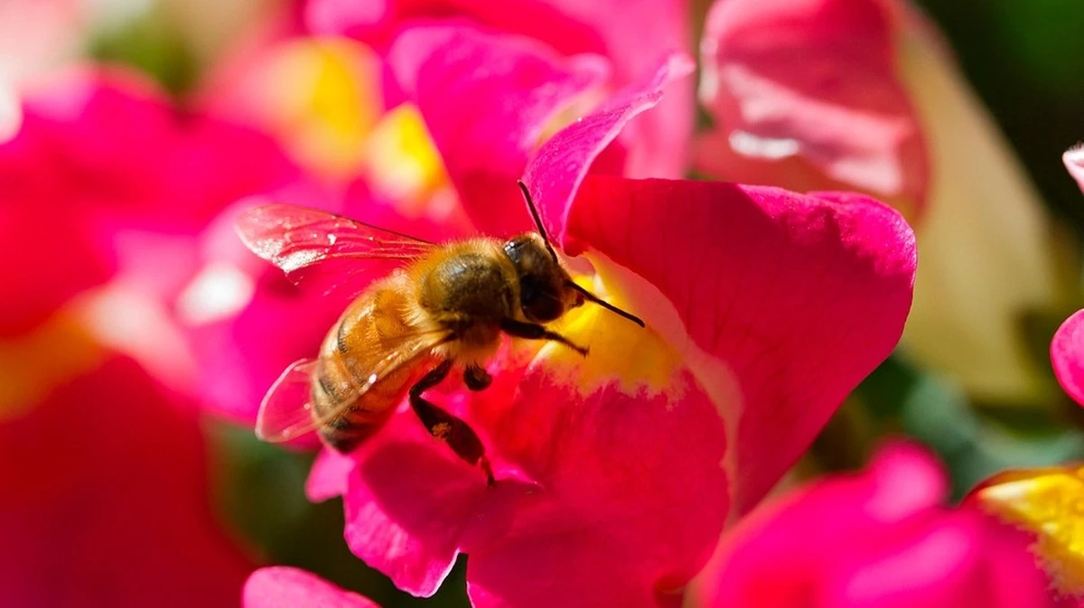I giardini che le api adorano: ecco quali piante scegliere per creare un'oasi fiorita