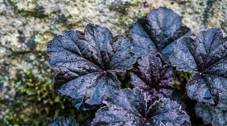 Il giardino nero: il trend che rivoluziona il tuo spazio verde, anche a febbraio