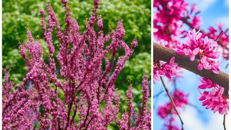 Il Miracolo dei Fiori d'Amore: Questo Albero Fiorisce fino all'Autunno, Regalandoti un Arcobaleno di Colori