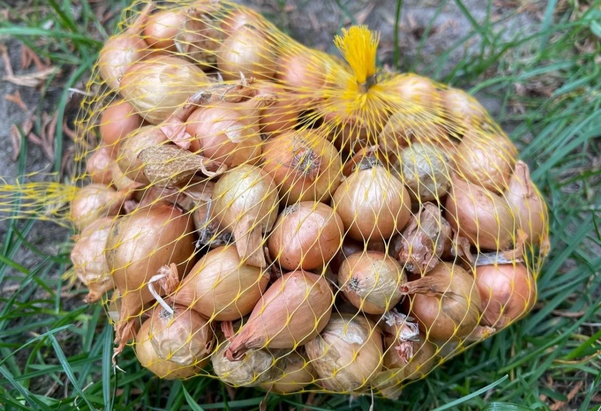 Il Segreto delle Nonne: Come Evitare Fiori nel Cipollotto con un Trucco alla Batteria