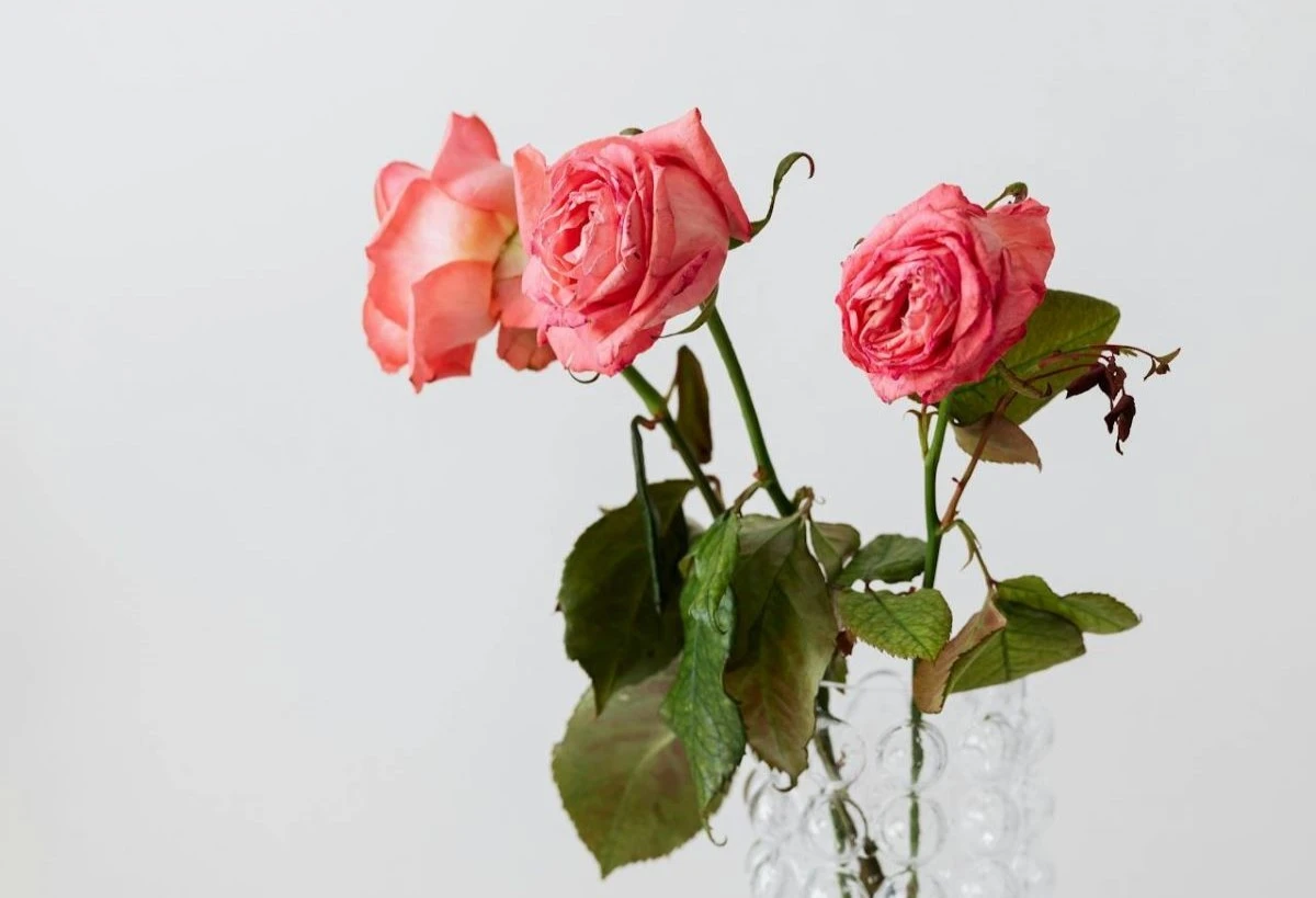 Il segreto delle rose fresche in vaso: 5 trucchi che cambiano tutto