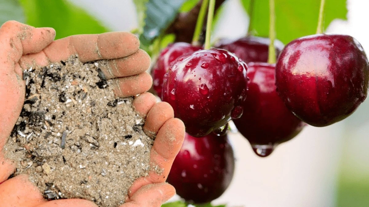 Il segreto per ciliegie dolci e succose: uno strumento inaspettato nel tuo giardino