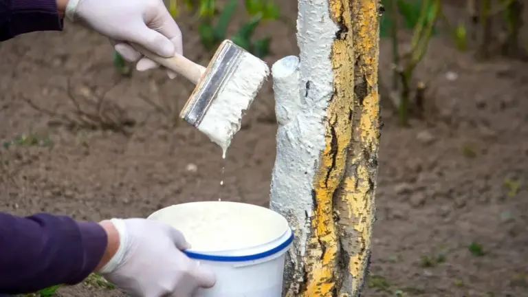 Il segreto per salvare i tuoi alberi da frutto in inverno: non solo calce, aggiungi questo ingrediente!