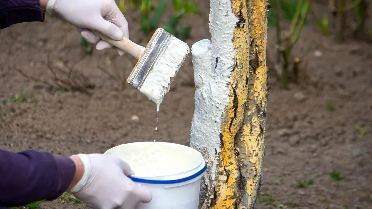 Il segreto per salvare i tuoi alberi da frutto in inverno: non solo calce, aggiungi questo ingrediente!
