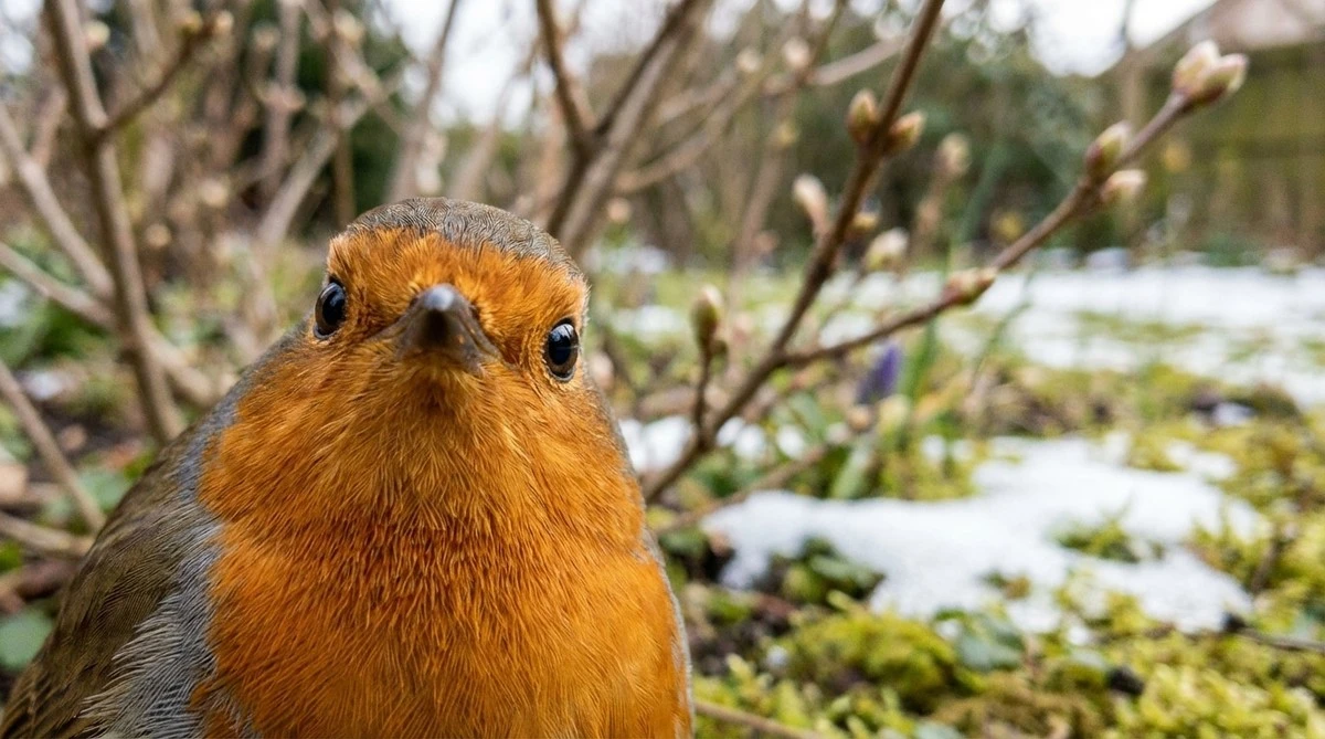 Il trucco con i rami che i giardinieri esperti nascondono: attira gli uccelli e nutre i tuoi massicci