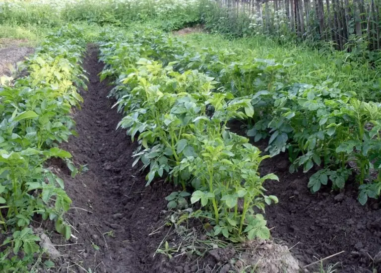 Il trucco della nonna che trasforma le patate: aumenta il raccolto senza chimica