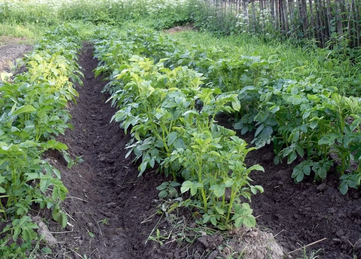Il trucco della nonna che trasforma le patate: aumenta il raccolto senza chimica