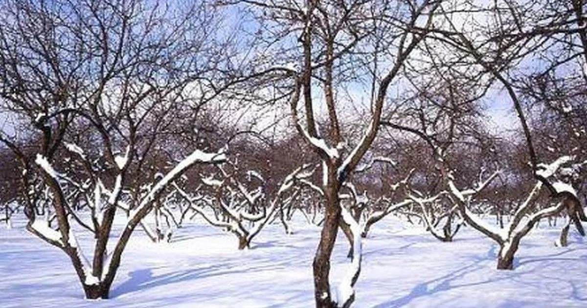 Inverno da Giardinieri Esperti: Il Segreto per Alberi Fruttiferi e Arbusti Rigogliosi, Nutriti dalla Neve