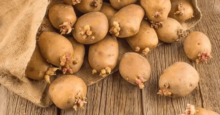 La mela nel sacco delle patate: il trucco geniale per conservarle fresche per mesi