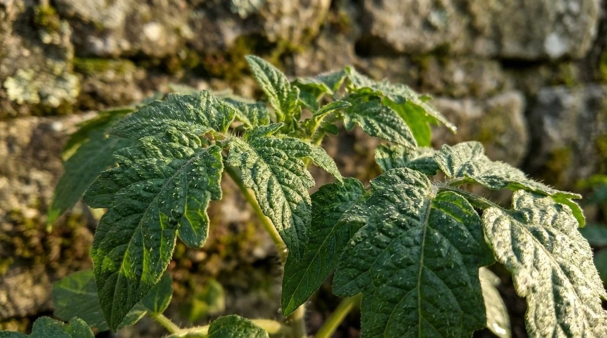 La Tomate Siberian: Il Segreto dei Giardinieri Veloci per Frutti Prima di Tutti