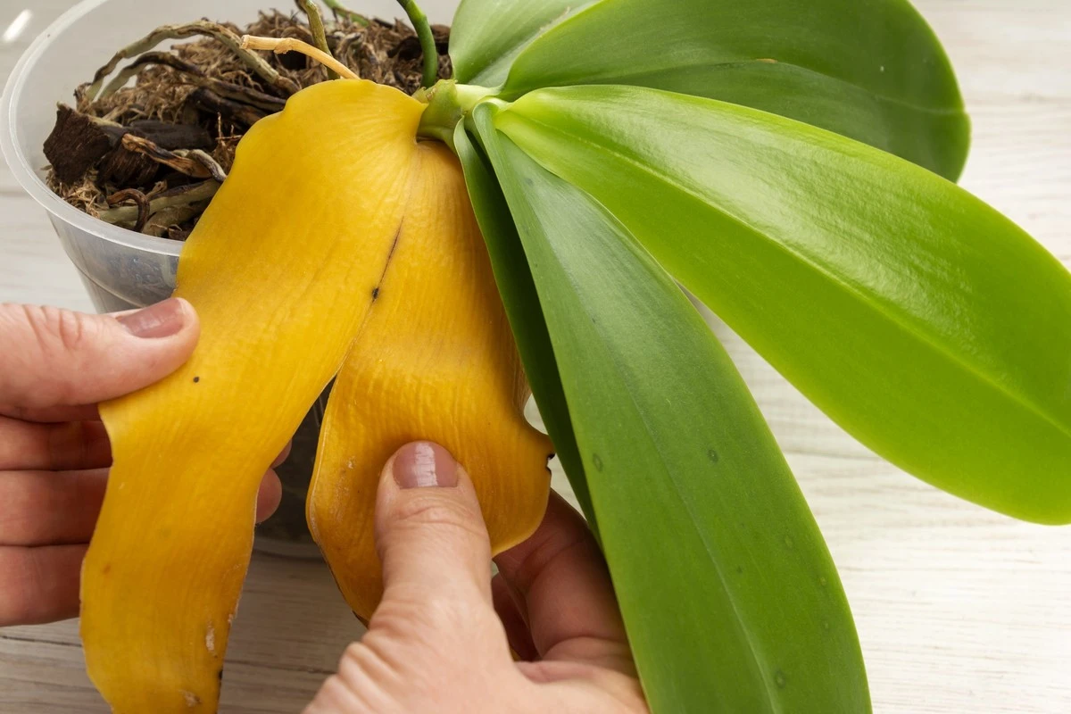 La tua orchidea non rifiorisce? L'errore che commettono 9 persone su 10