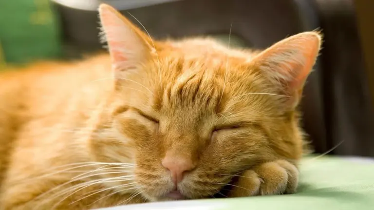 La zampata che calma: il gatto che trasforma il tribunale in un'oasi di pace