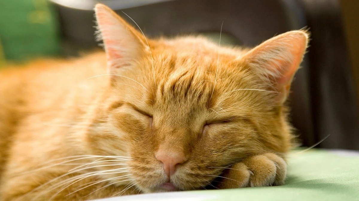 La zampata che calma: il gatto che trasforma il tribunale in un'oasi di pace