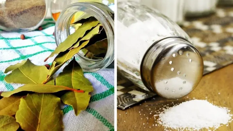 L'odore di muffa scompare: il trucco dei 2 ingredienti che tutti ignorano