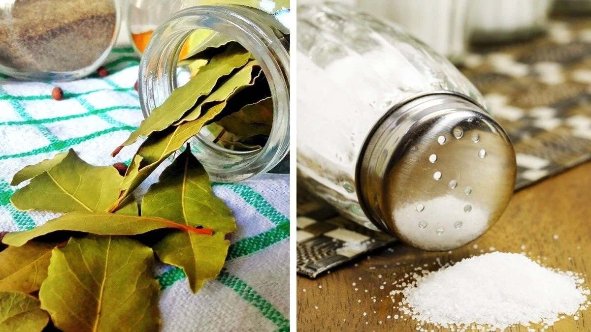 L'odore di muffa scompare: il trucco dei 2 ingredienti che tutti ignorano
