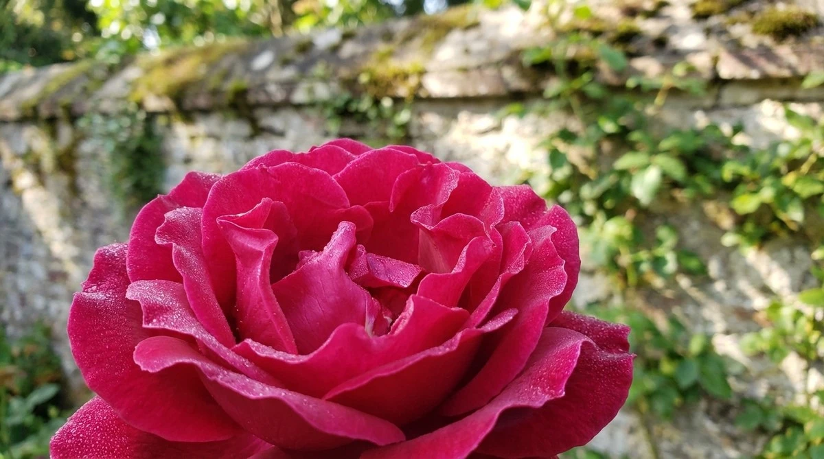Madame Isaac Pereire: il segreto dei giardini profumati che pochi conoscono