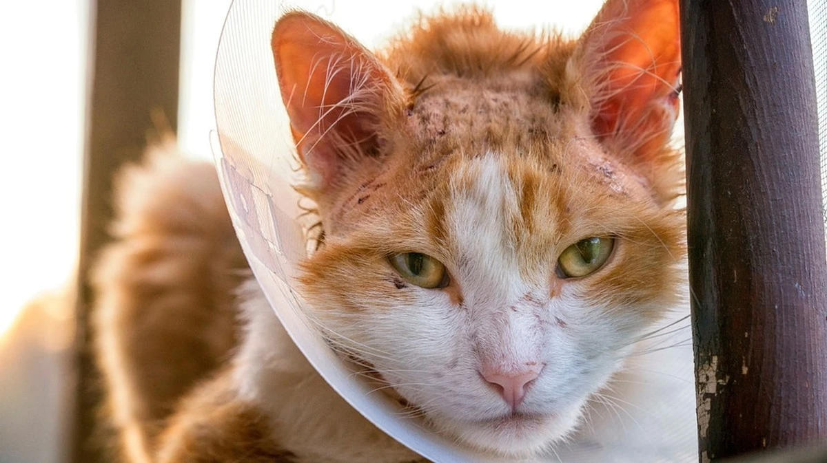 Martoretti e gatti: i morsi che minacciano la salute del tuo felino