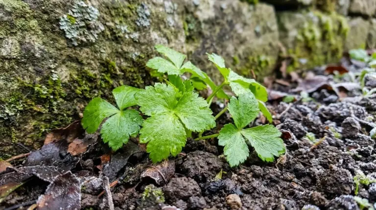 Mitsuba: L'erba aromatica giapponese che rivoluziona il tuo orto invernale