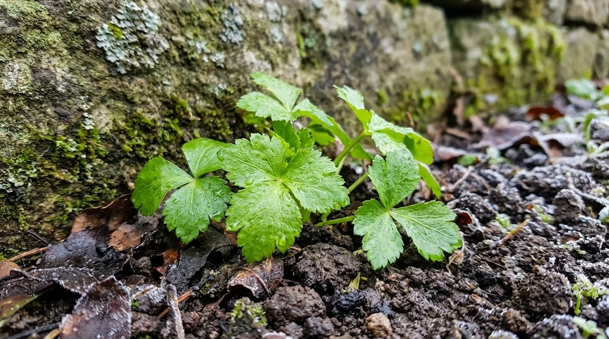 Mitsuba: L'erba aromatica giapponese che rivoluziona il tuo orto invernale