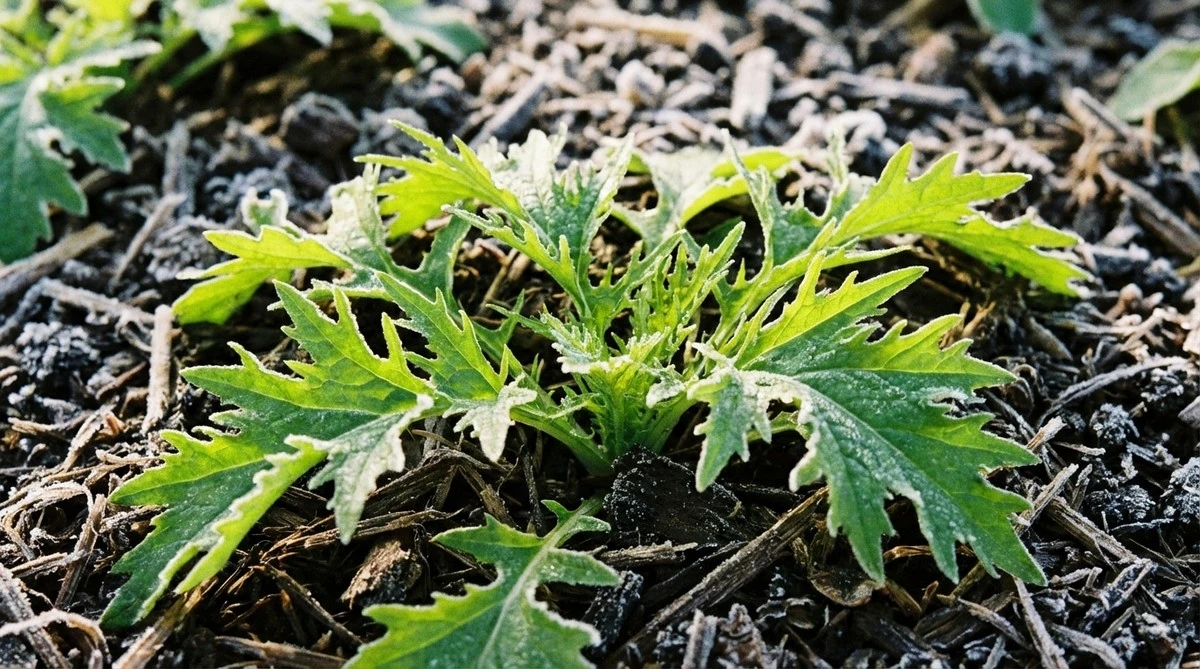 Mizuna: la salata che sfida il freddo e ti regala verdura a febbraio