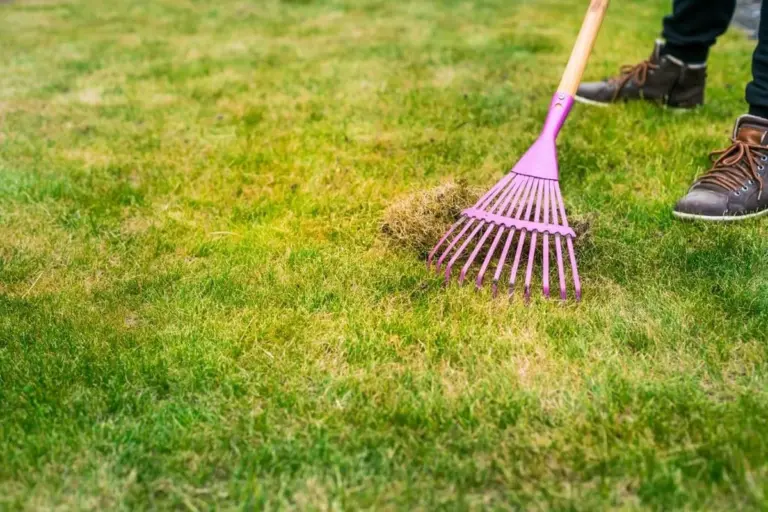 Mousse e zone gialle: ecco i segreti degli anziani per salvare il prato a febbraio
